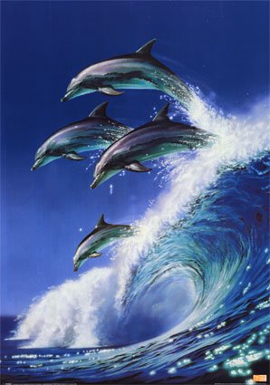 dolphins-poster-c10054387.jpeg